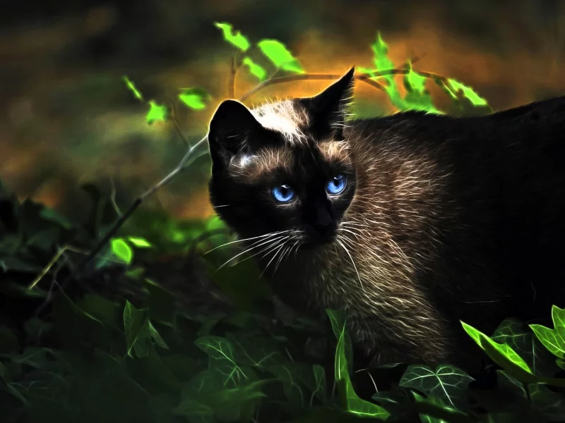 Кот