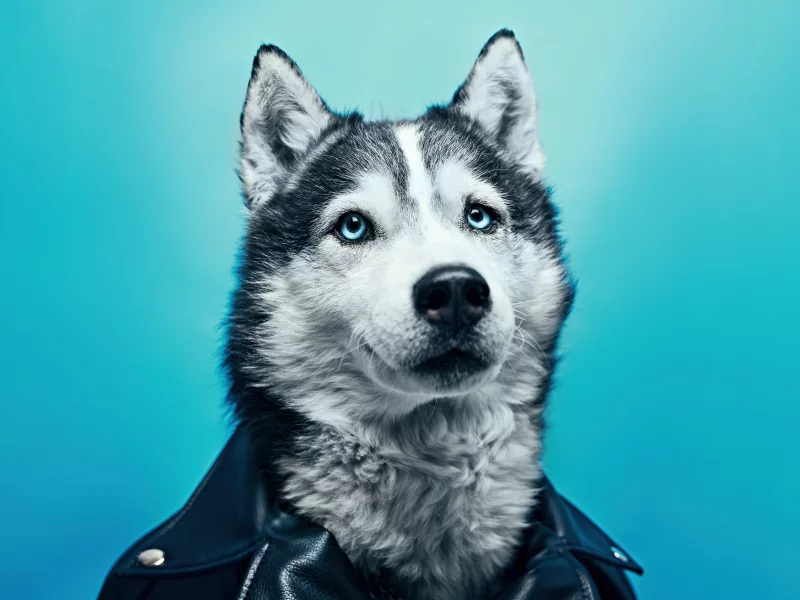собака
