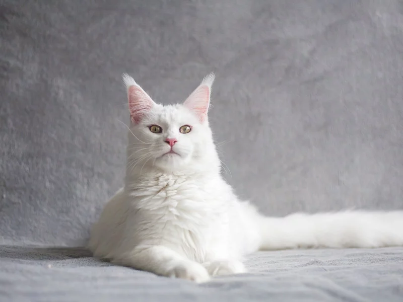 кот