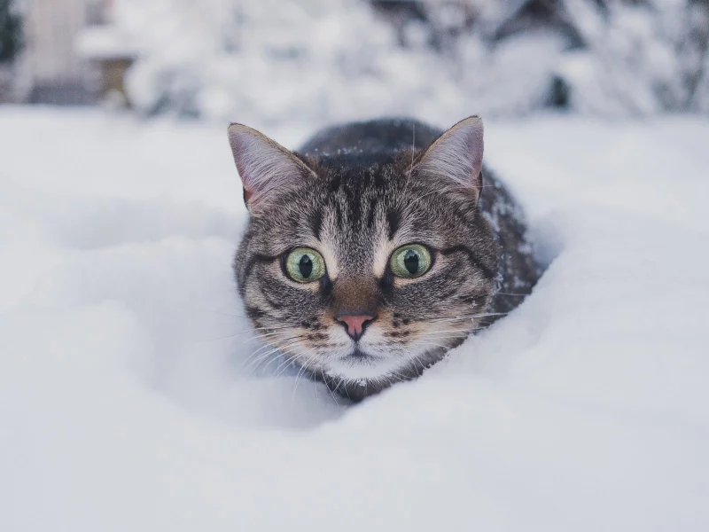 кот