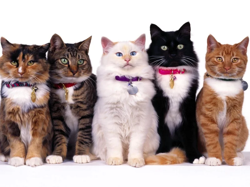 Кошки
