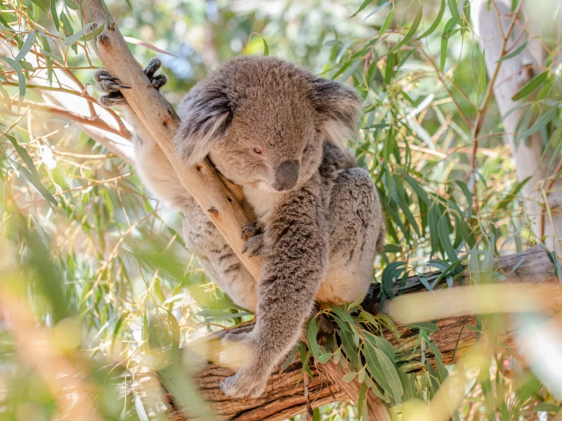 коала