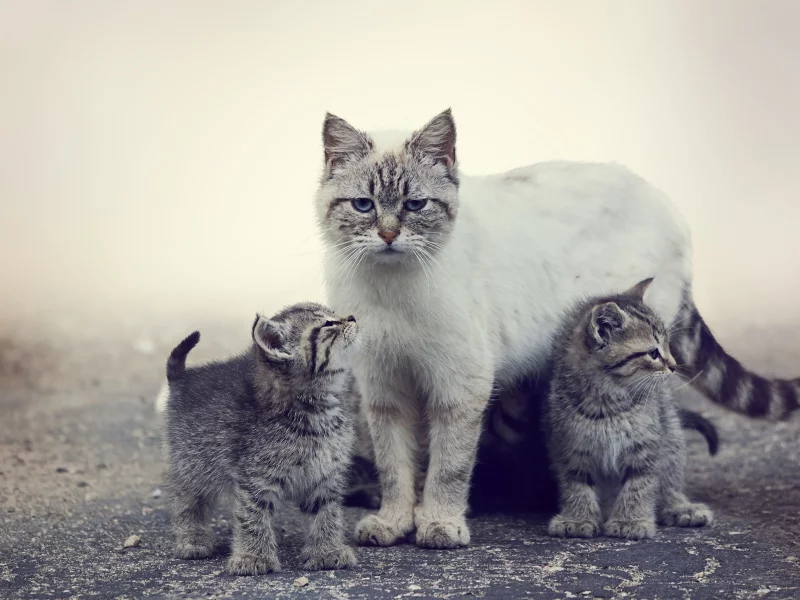 коты
