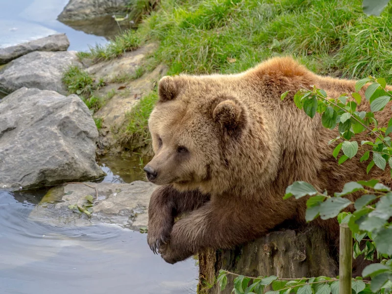 медведь