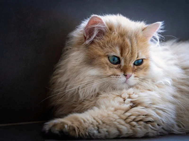 кот