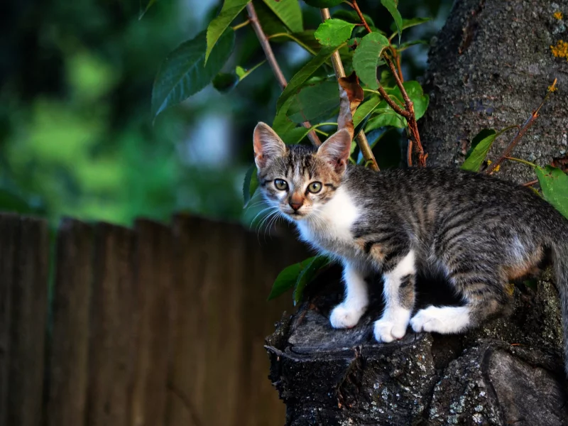 котёнок