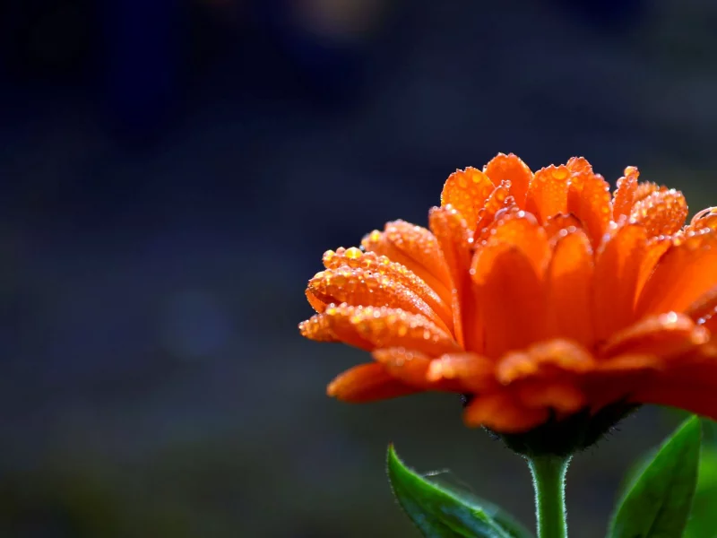 календула