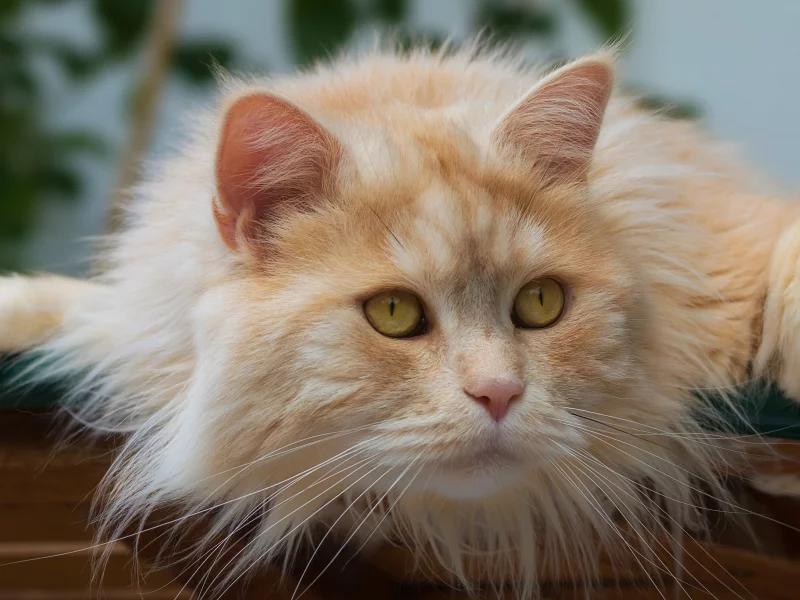 кот
