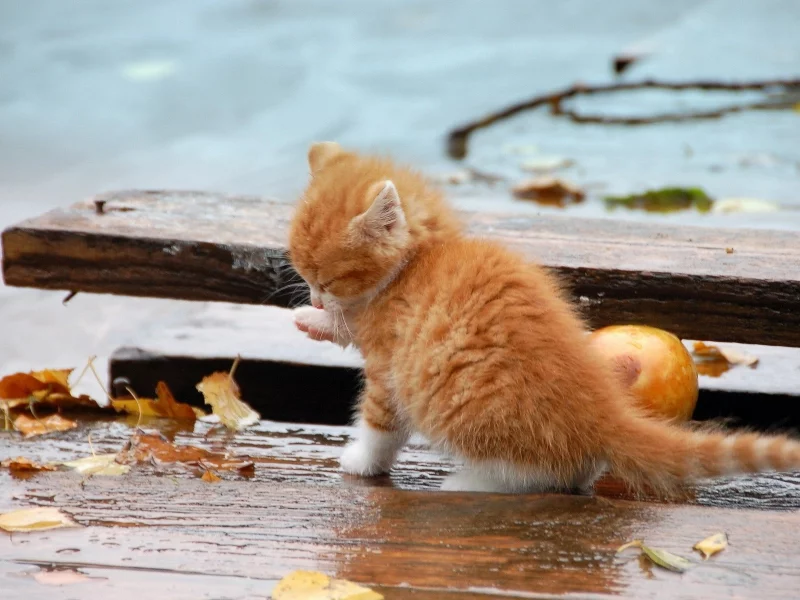 котёнок