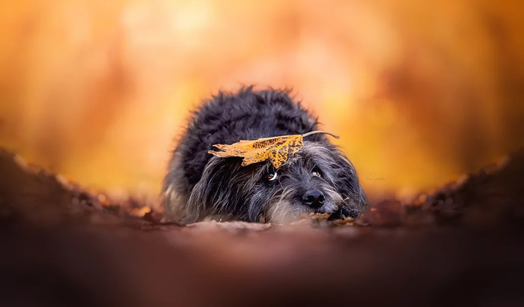 собака