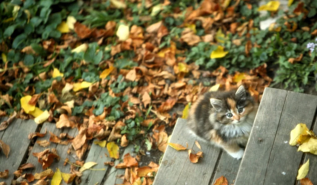 Котенок