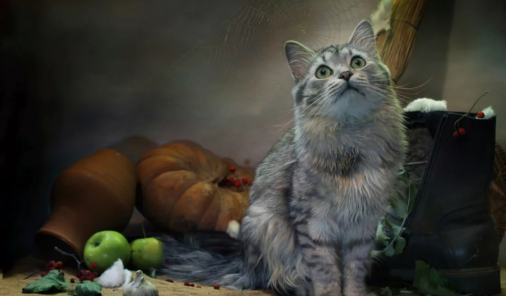 кот