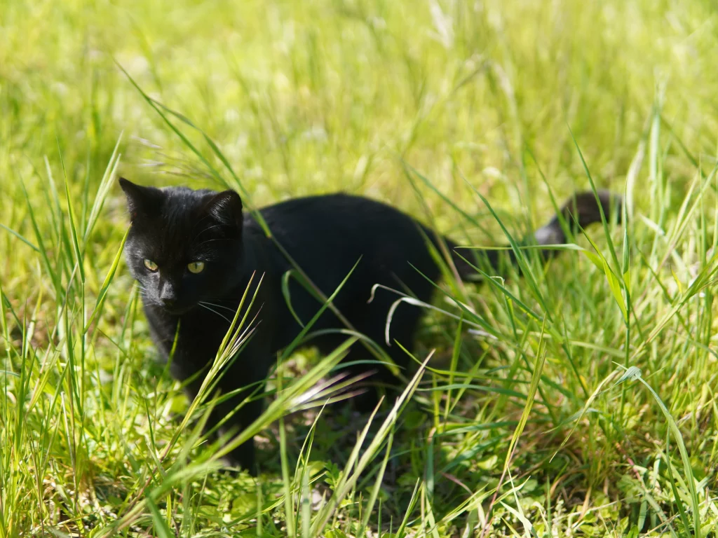 кот