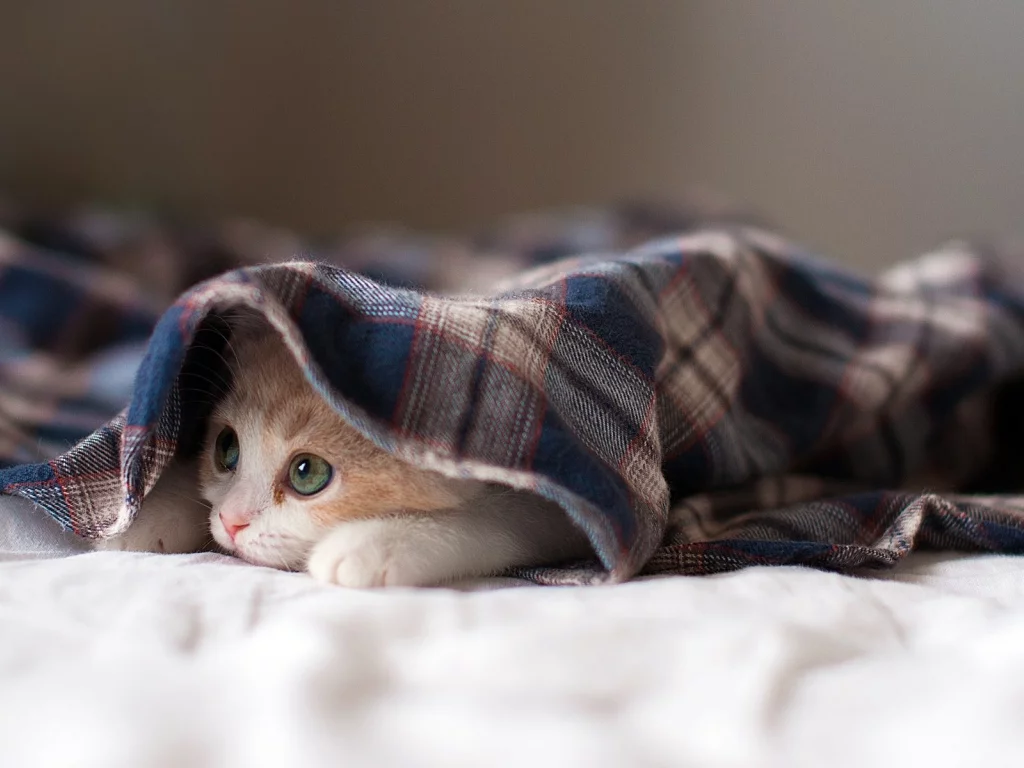 котёнок