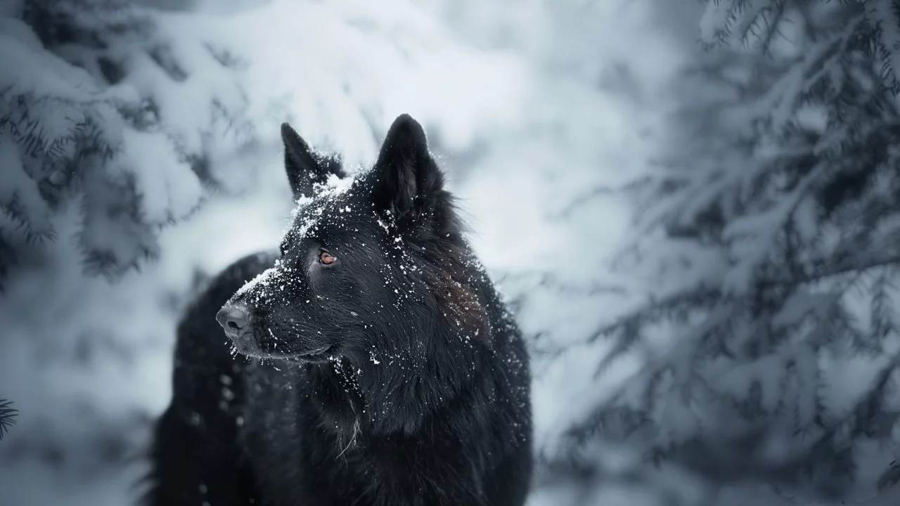собака