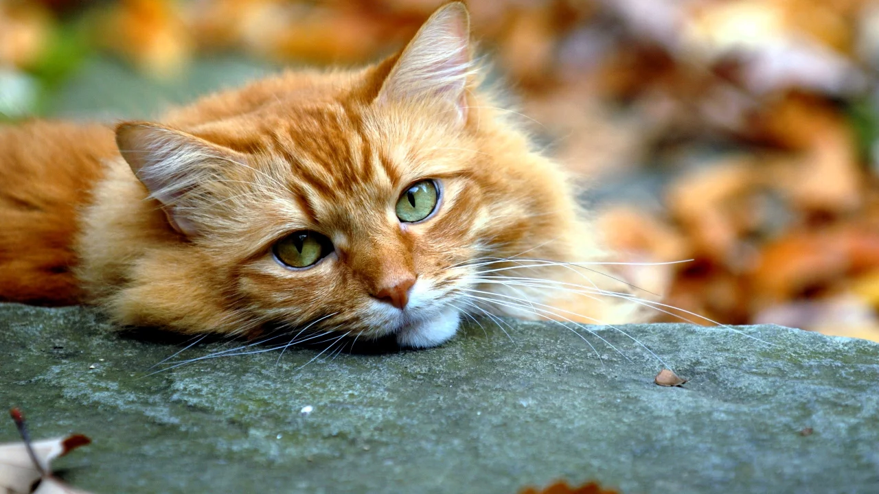 кот
