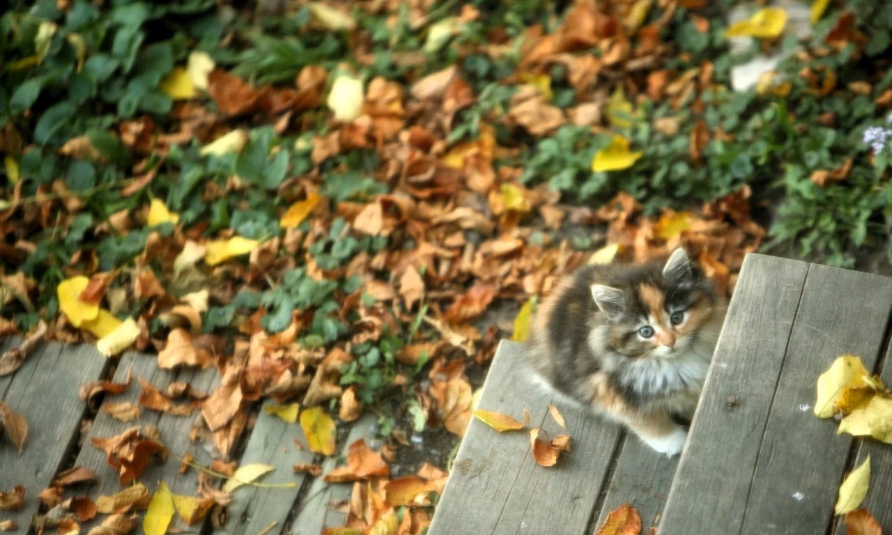 Котенок