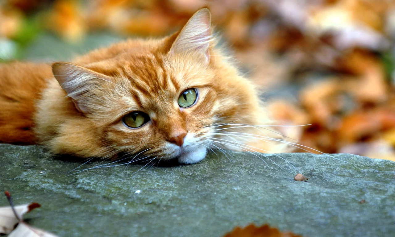 кот