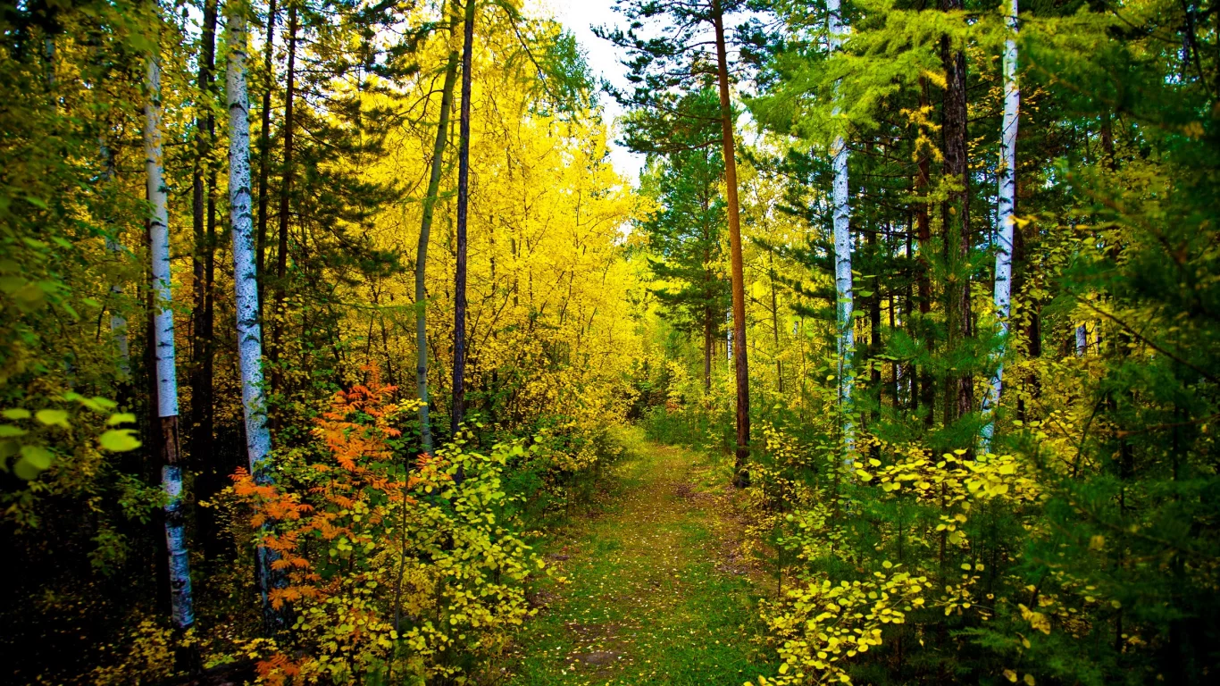 Лес