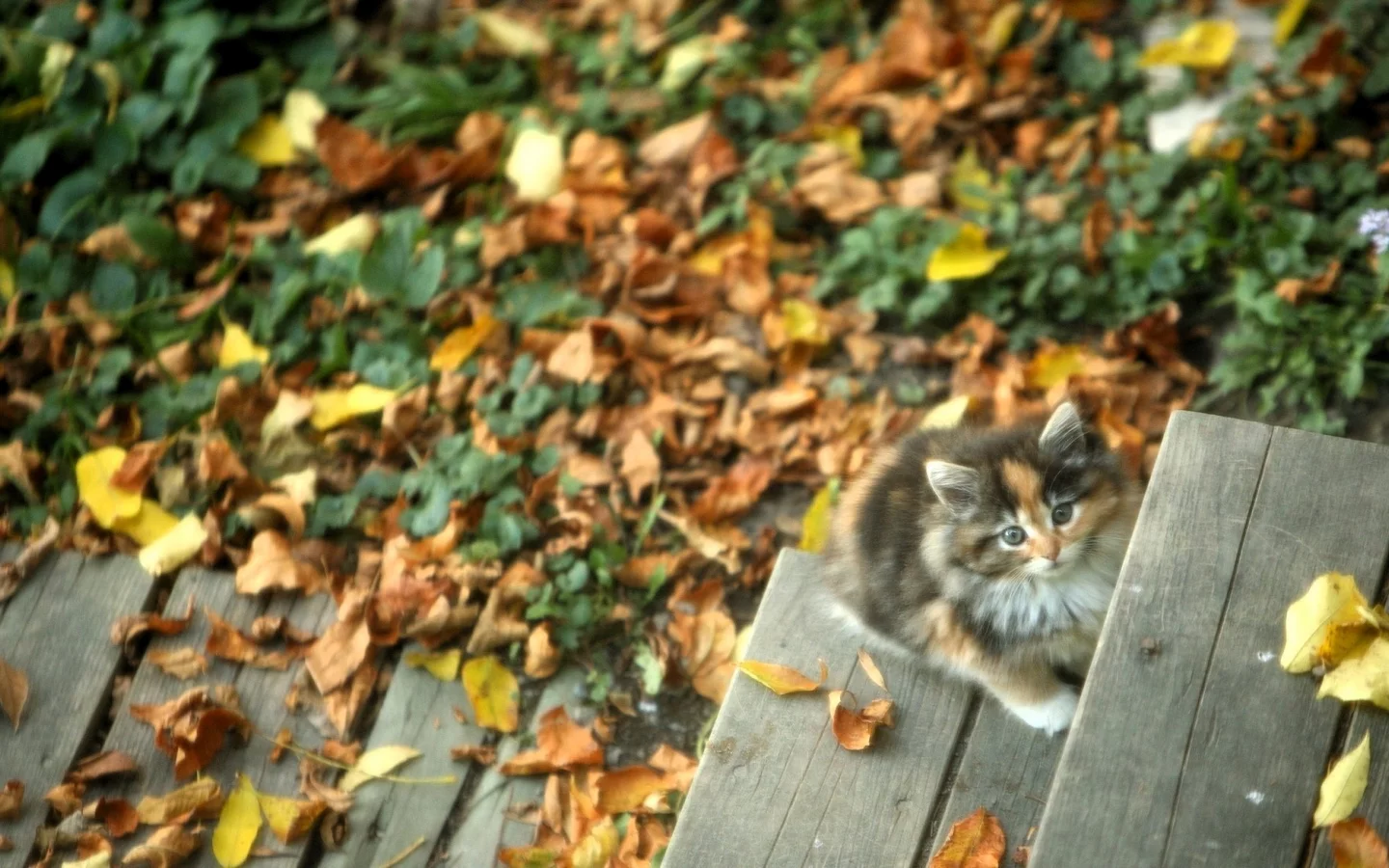 Котенок