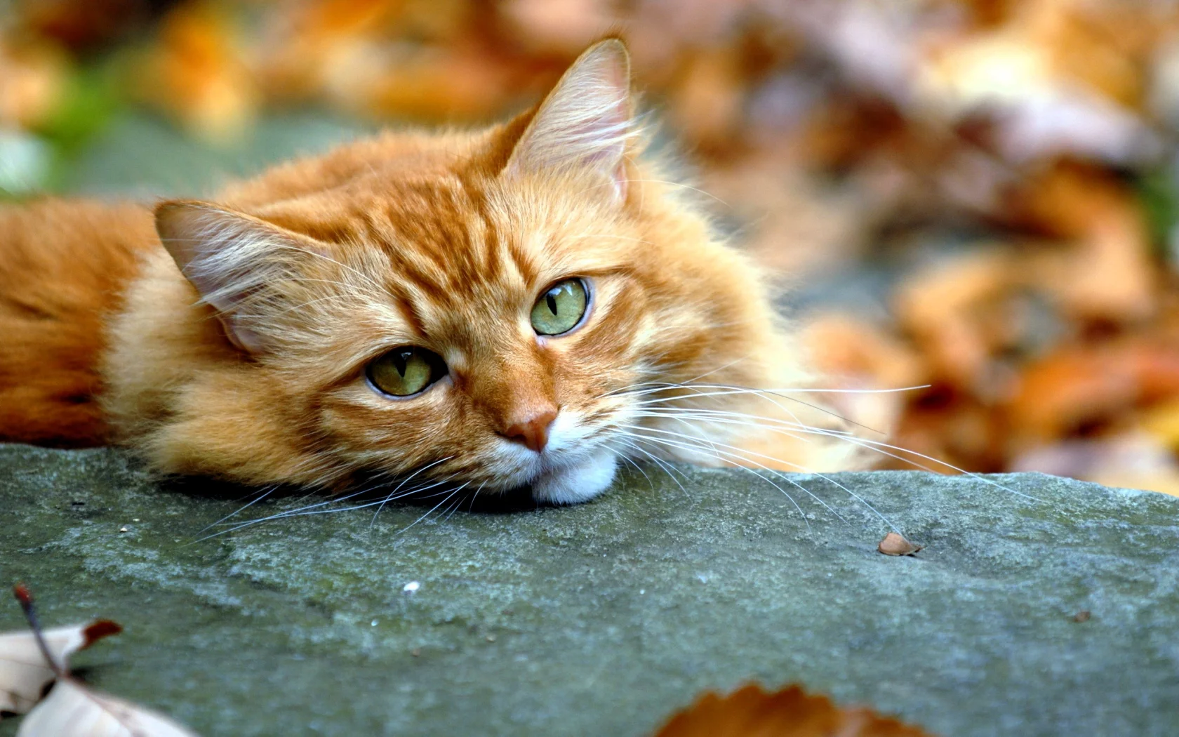 кот