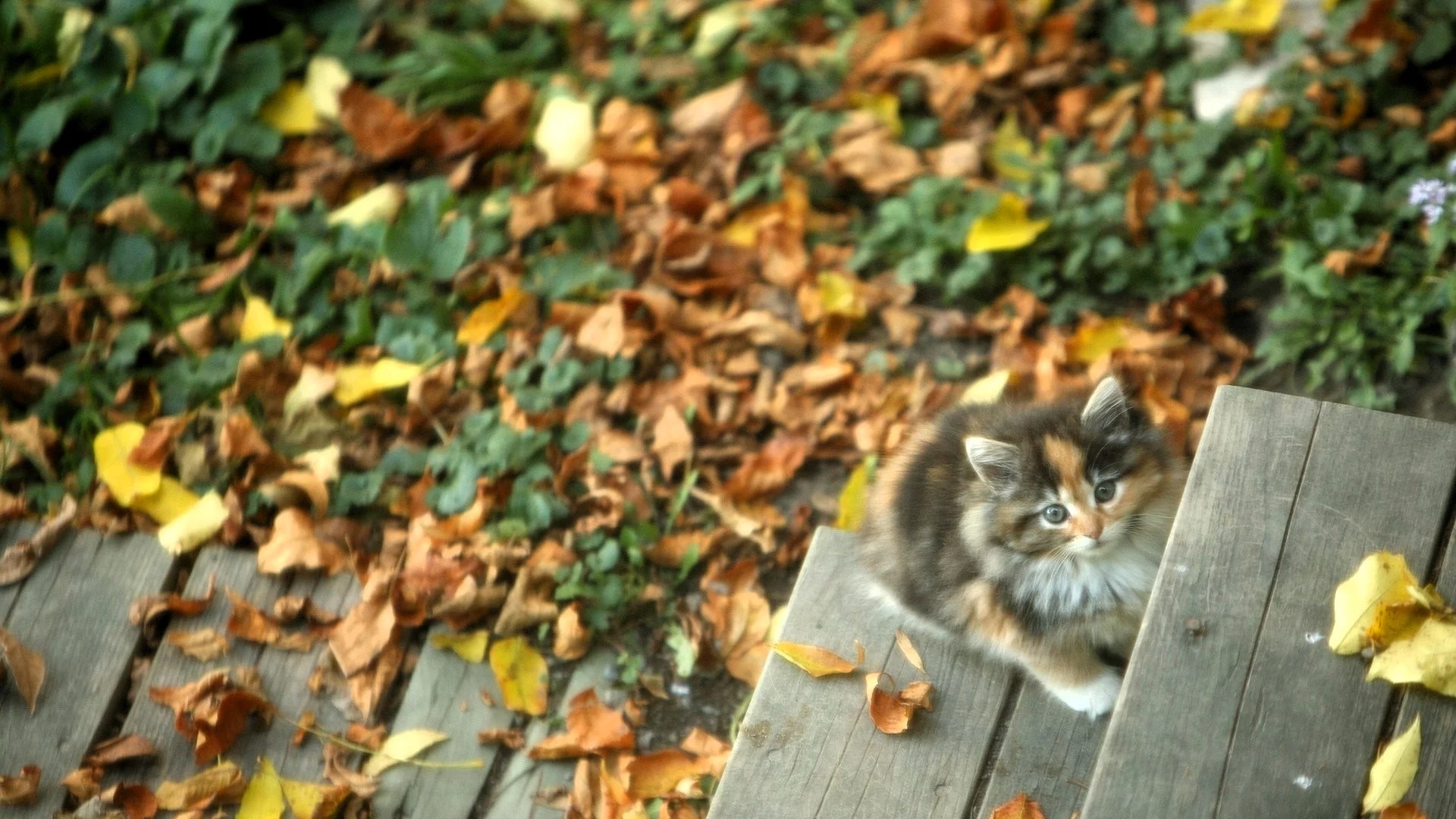 Котенок