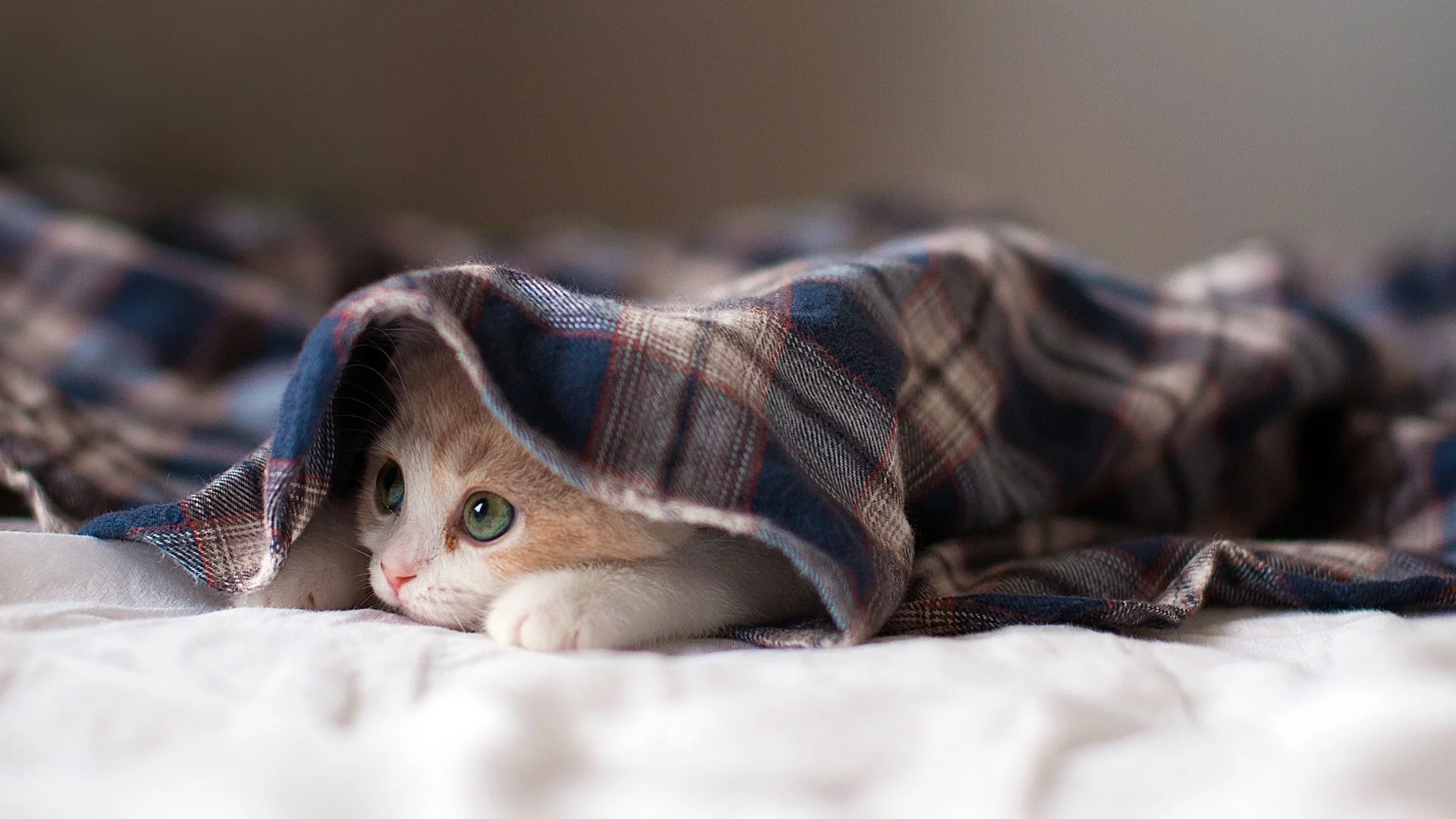 котёнок