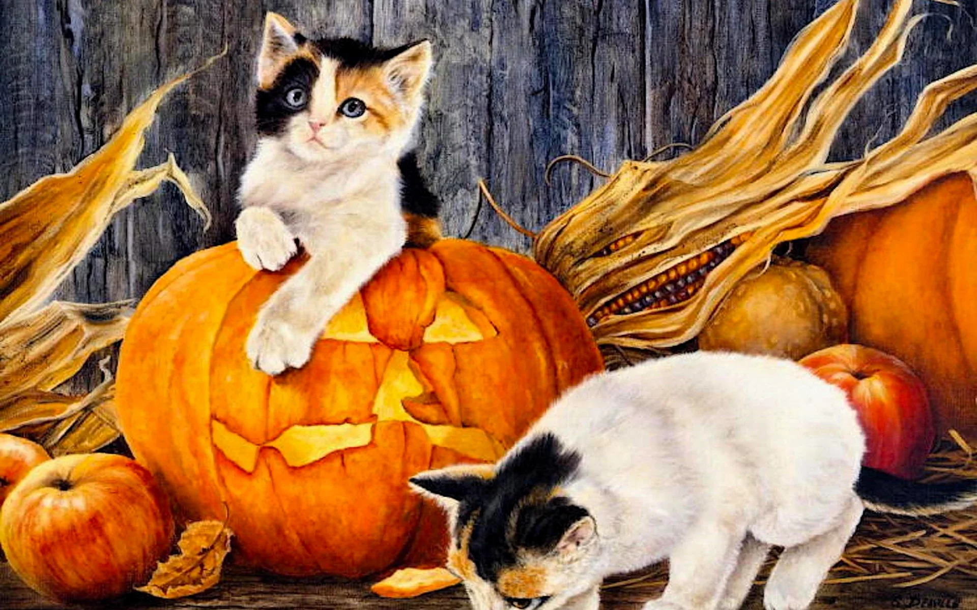 Котята