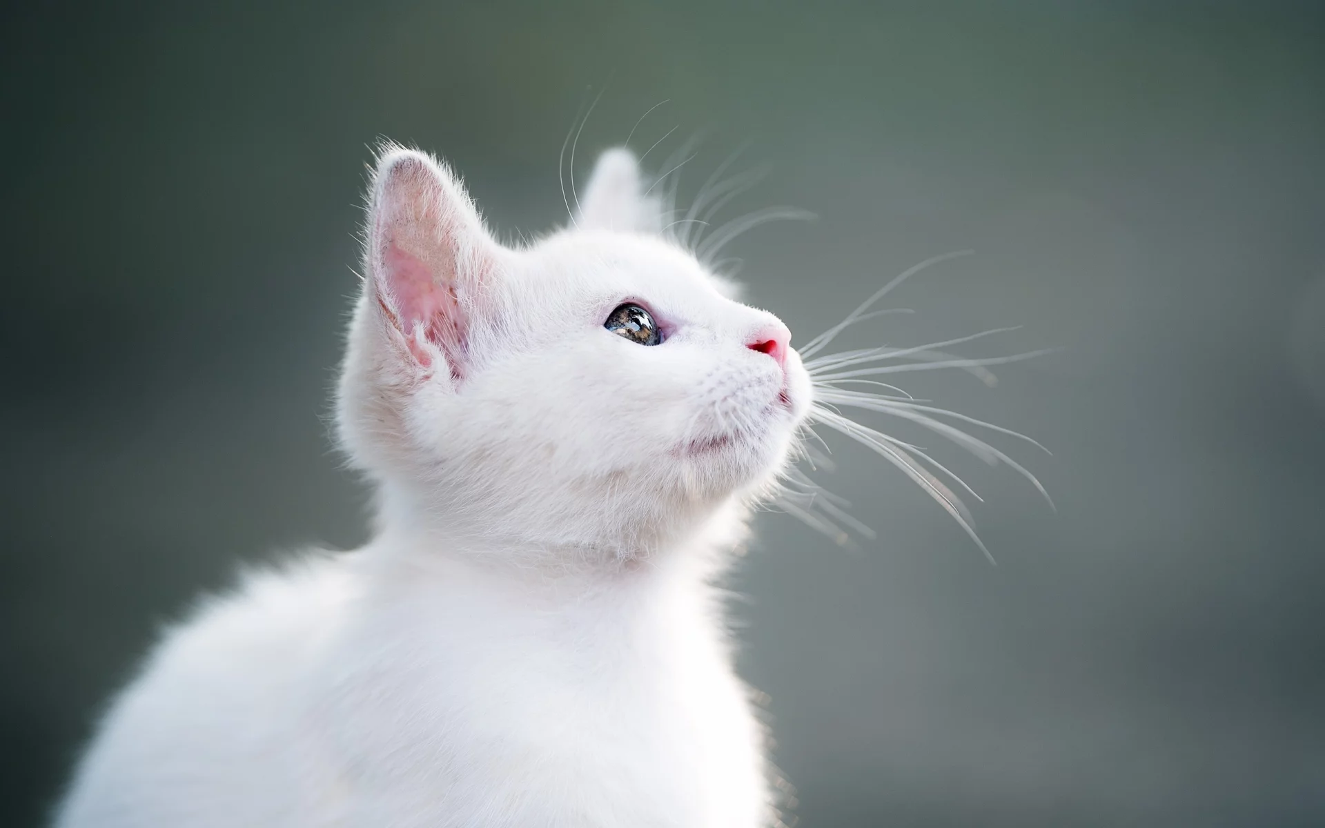 котёнок