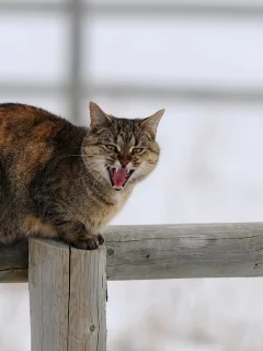 животное