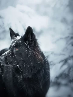 собака