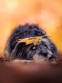 собака