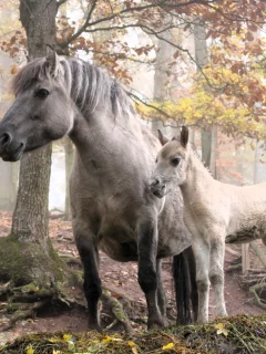 Лошадь с жеребенком