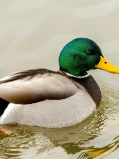 утка