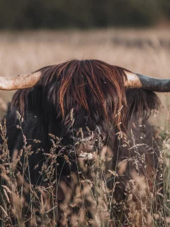 животное