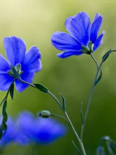 лён