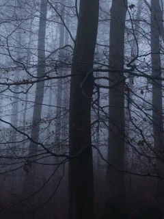 лес