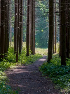 лес