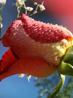 роза