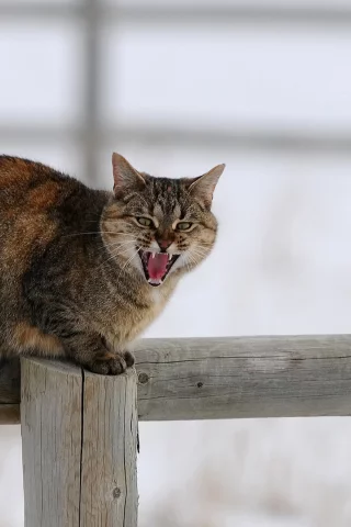 животное