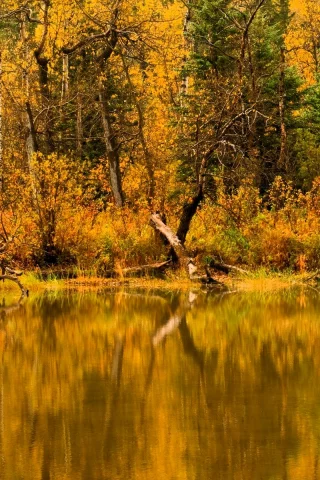 Осень