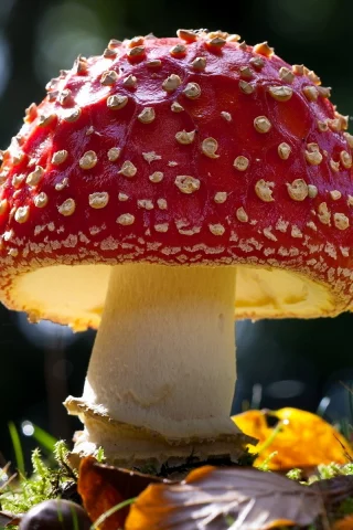 Мухомор