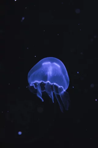 медуза