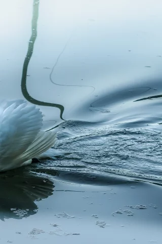 лебедь