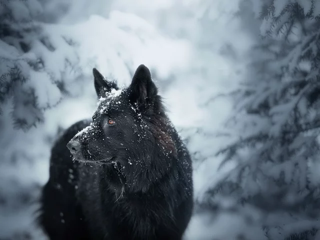 собака