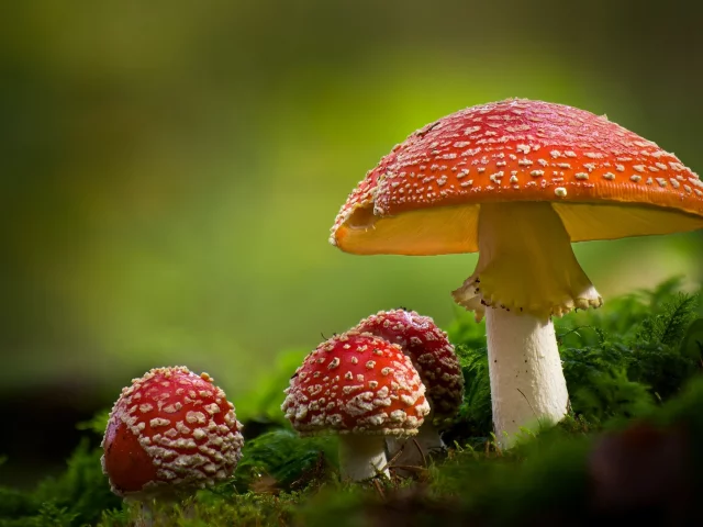 мухоморы