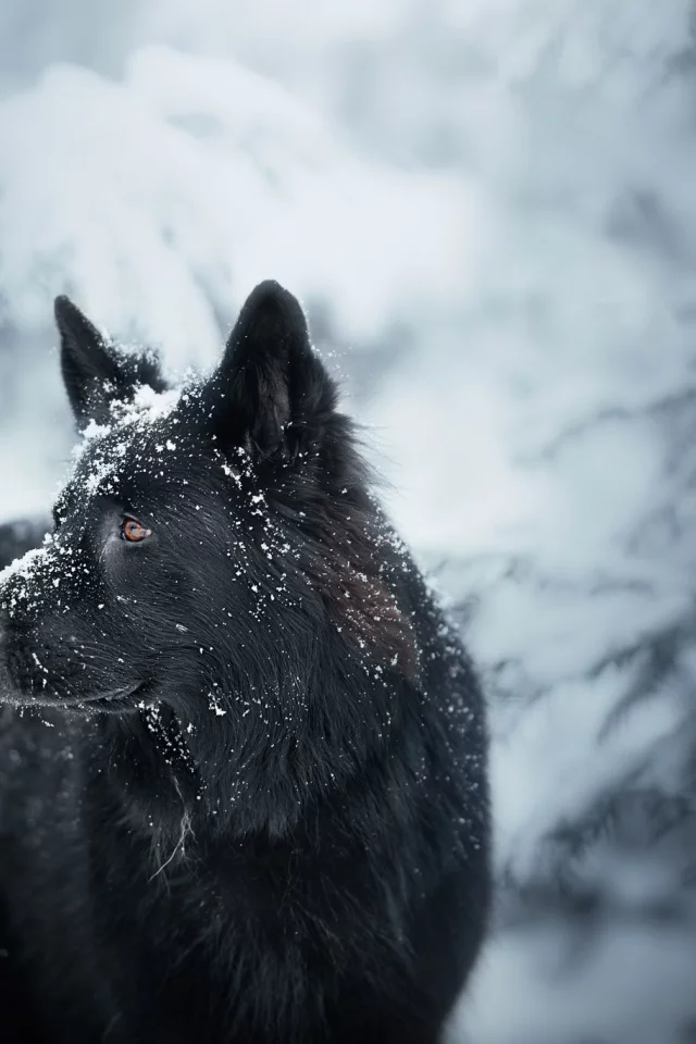собака