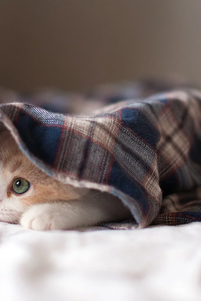котёнок
