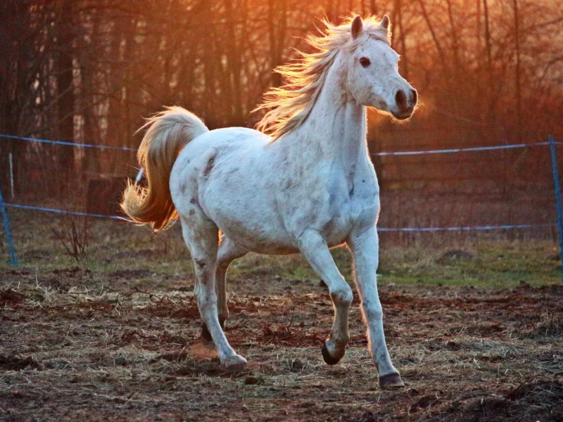 лошадь