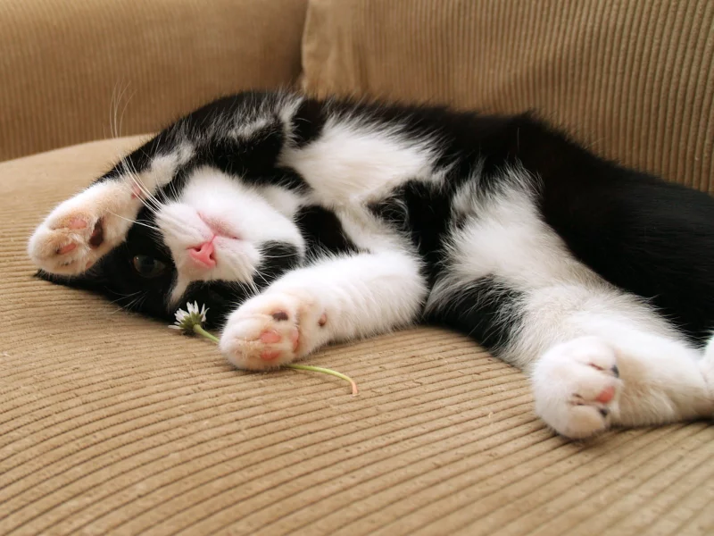 кошка